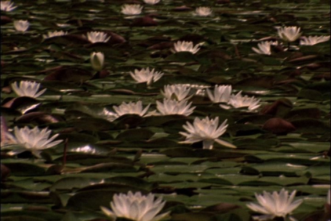 Waterlilies