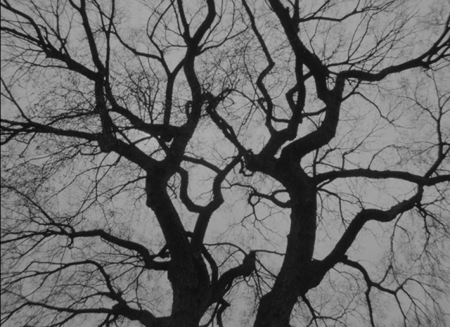 The Tree, 2018 (10 min)
